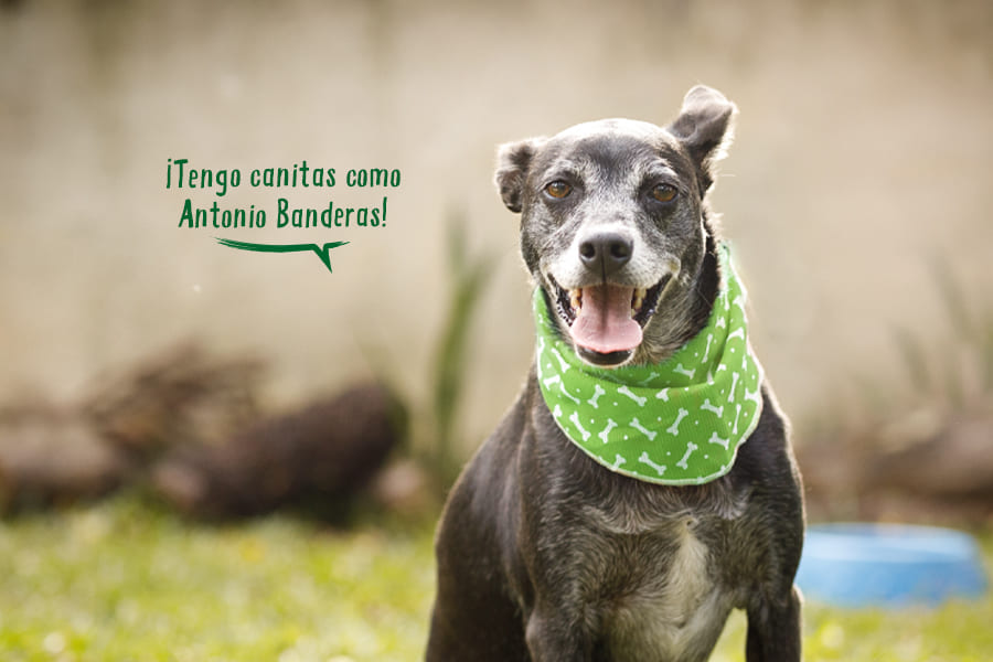 Beneficios de adoptar a un perro anciano