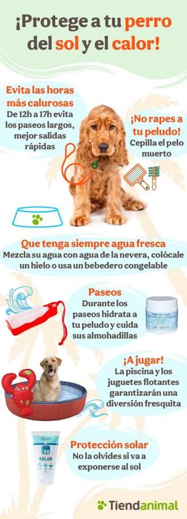 Protege a tu perro del sol y el calor