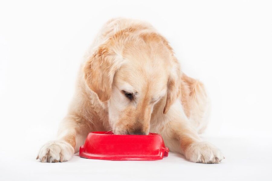 Mejores piensos para perros senior y guía de alimentación
