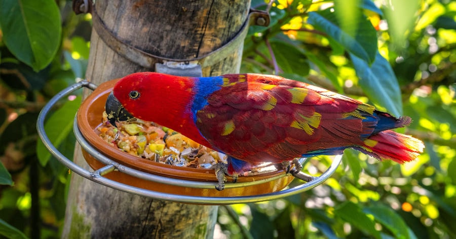 Qué comen los loros y alimentos prohibidos en su dieta