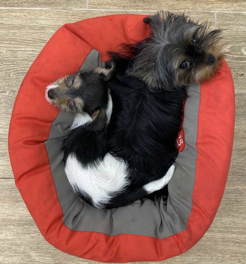 Daysi y su familia de peluditos