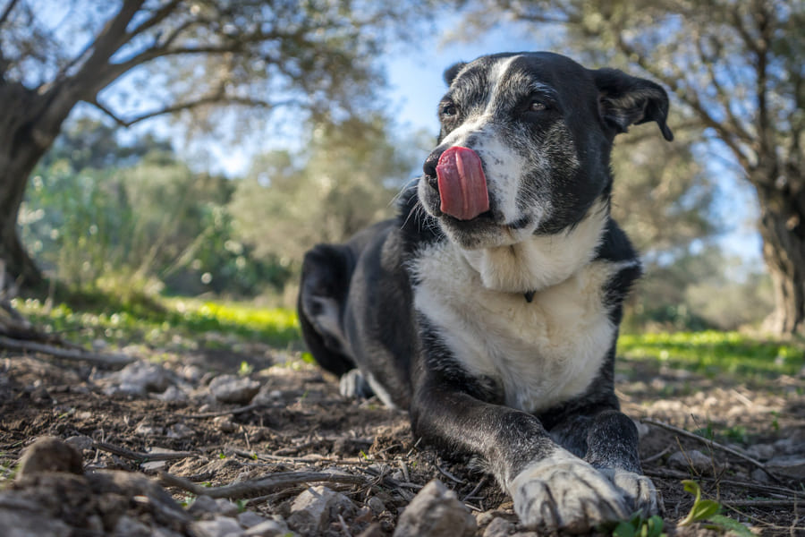 Ventajas y beneficios de vivir con perros senior o mayores