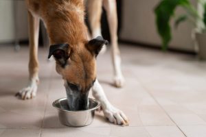 Cómo cambiar la alimentación de un perro adulto a un perro senior