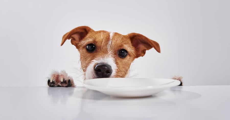 Mejor alimentación y piensos para perros con diabetes