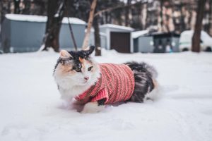Cuidados y accesorios imprescindibles para proteger tu gato del frío