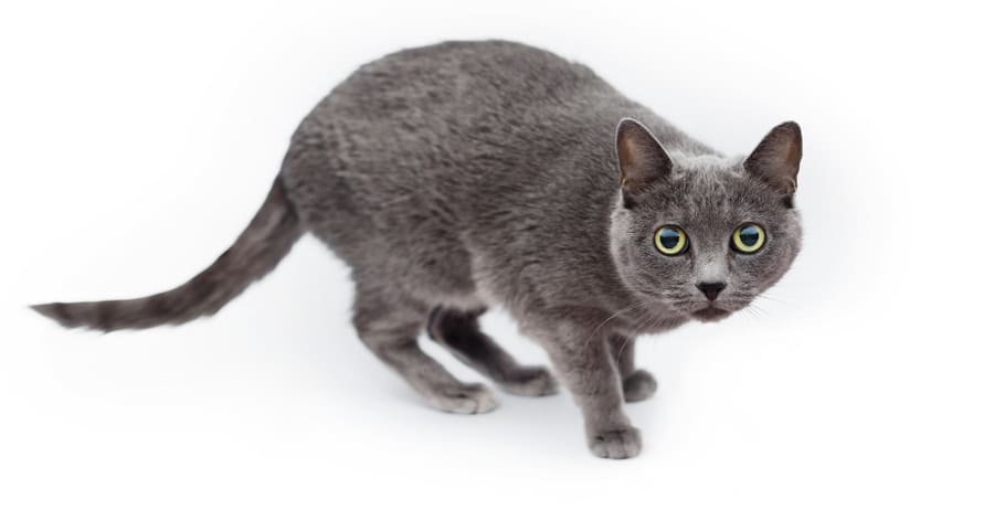 Fotos del gato azul ruso