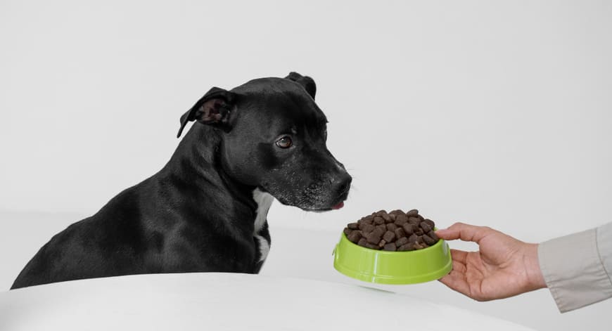 Qué alimentos pueden comer los perros senior y mejores piensos y comida húmeda para esta etapa