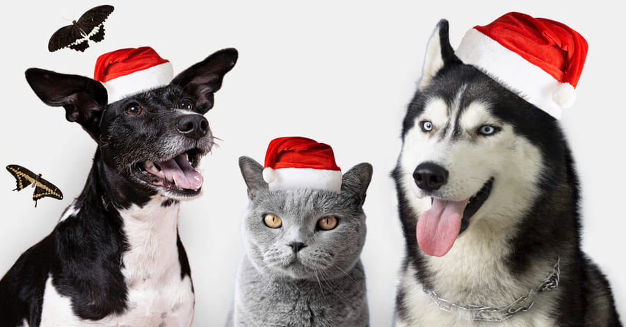 Cuidados y consejos para una Navidad segura con tu perro o gato