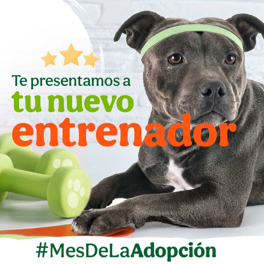 ¿Por qué adoptar una mascota?