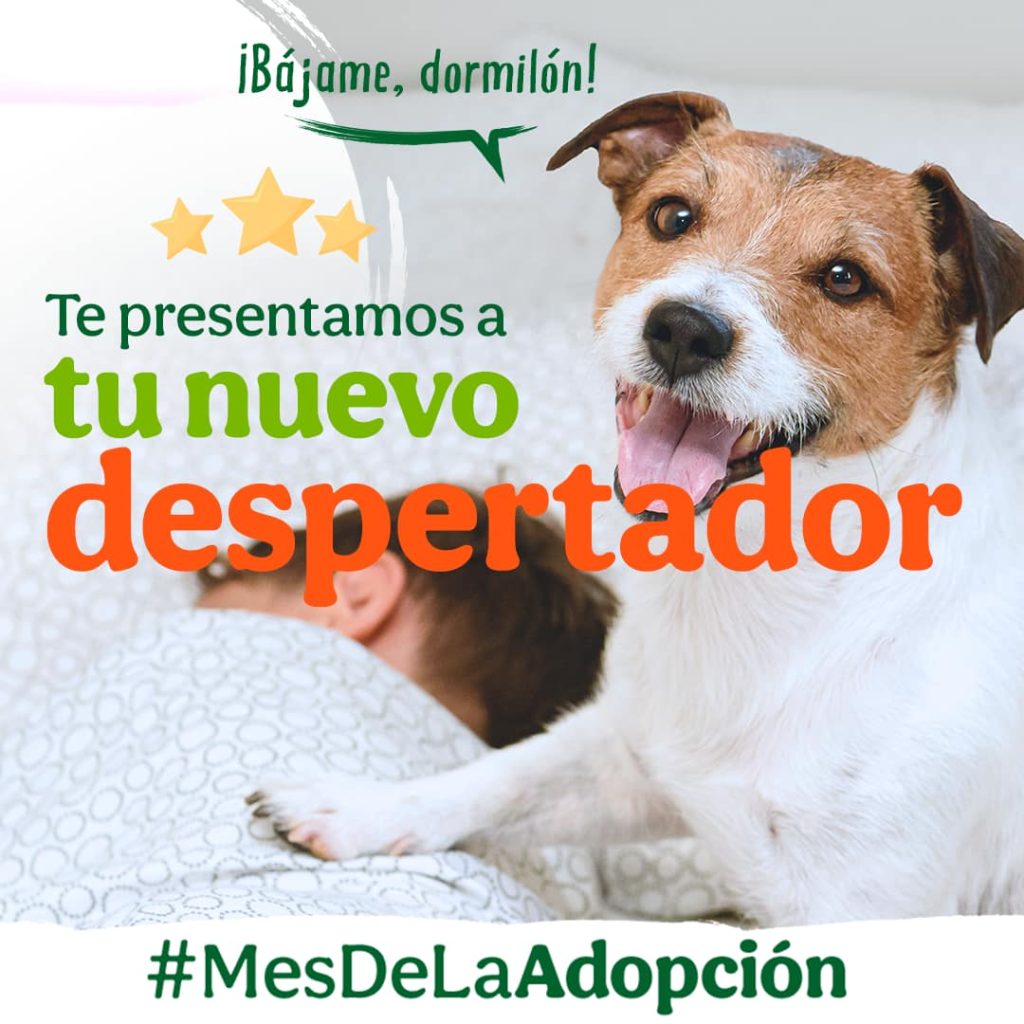 Qué tener en cuenta antes de adoptar un animal de compañía