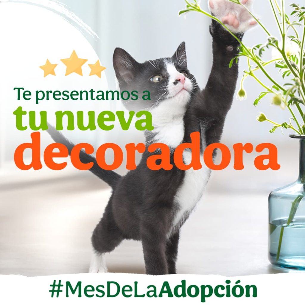 Razones para adoptar una mascota