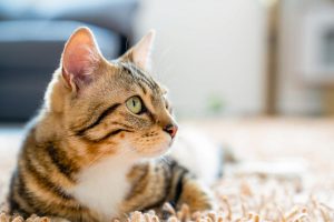Vitaminas para gatos y mejores suplementos nutricionales