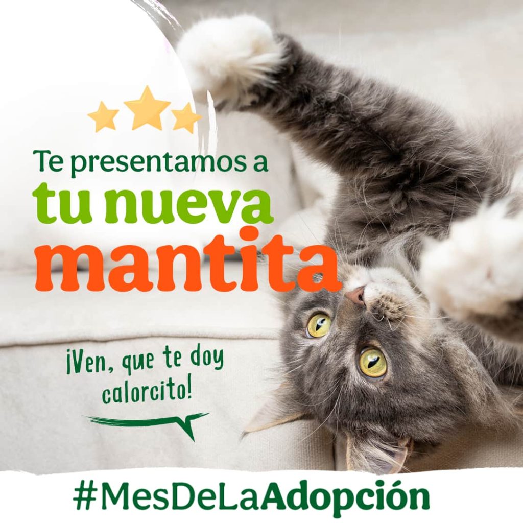 Ventajas de adoptar un animal