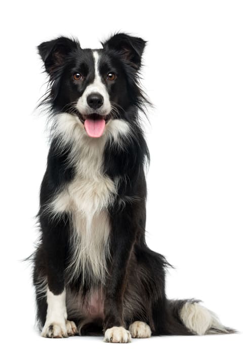 Border shop collie español