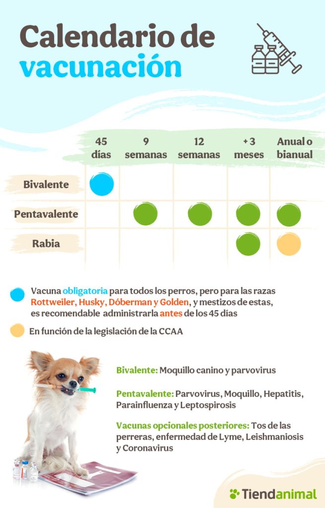 Calendario de vacunas para cachorros