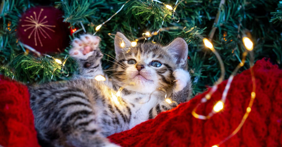 Consejos para que tu gato no se suba o tire el árbol de Navidad