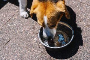 Los mejores bebederos para perros