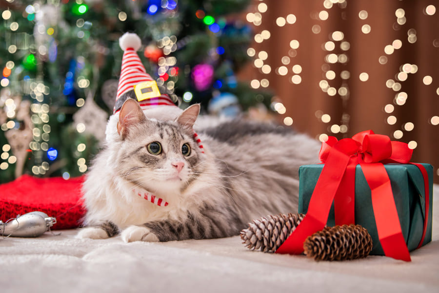 Mejores ideas de regalos navideños para tu gato