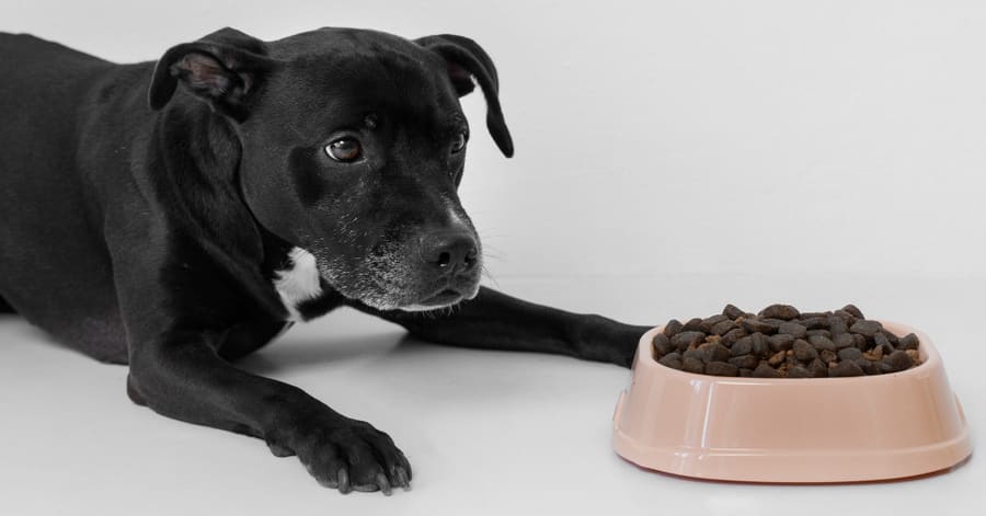 Alimentos sin cereales para perros