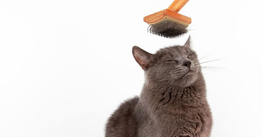 Qué es la muda de pelo en gatos