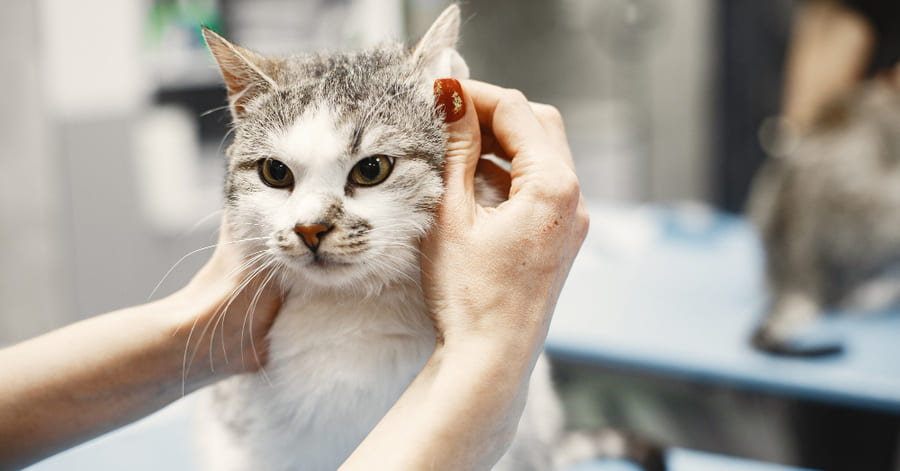 Qué hacer cuando los gatos mudan de pelo: cuidados esenciales