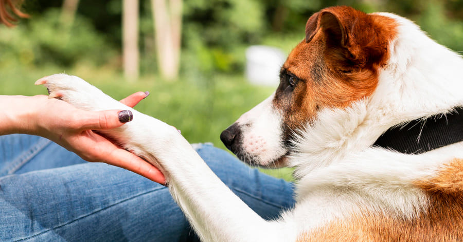 ¿Cómo mejorar la movilidad de mi perro con artrosis?