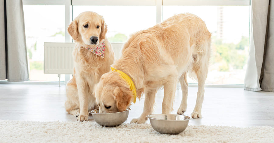 ¿Qué come un golden retriever y cuál es el mejor pienso?