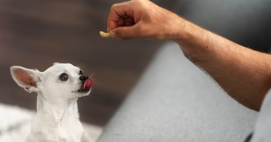 Alimentos perjudiciales para tu perro que no debes darle