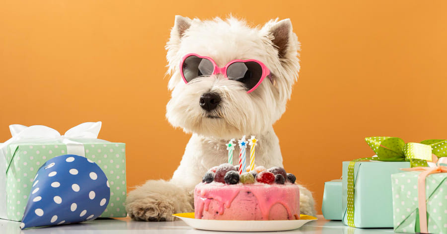 Mejores regalos de cumpleaños para tu perro