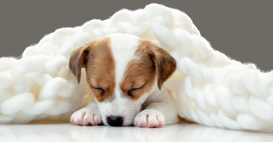 Fases del sueño en los perros y consejos para mejorar su descanso