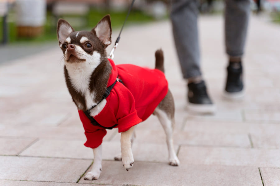 Lista de los mejores abrigos y chubasqueros para perros