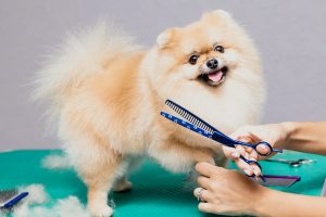 Beneficios de una peluquería canina