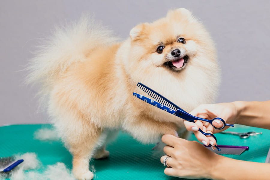 Beneficios de una peluquería canina