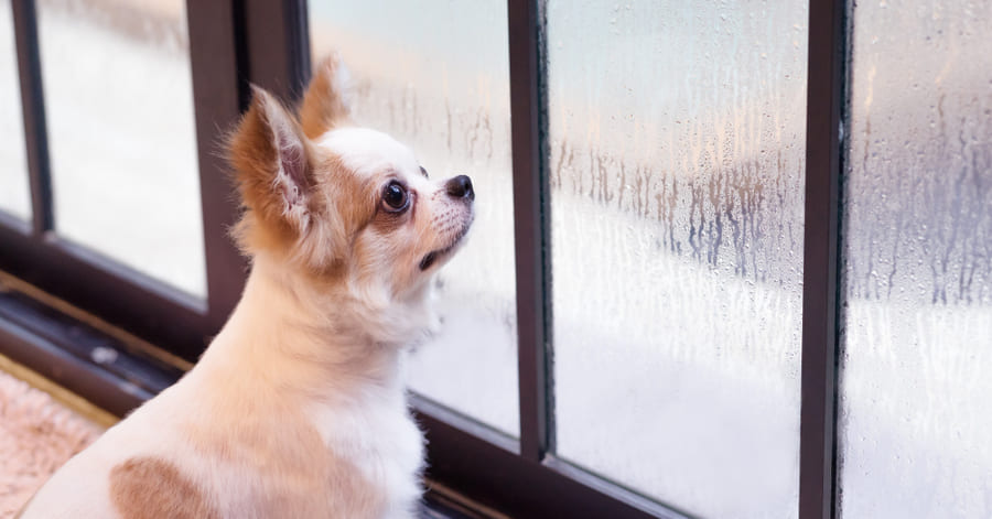 Tratamiento para perros con ansiedad por separación