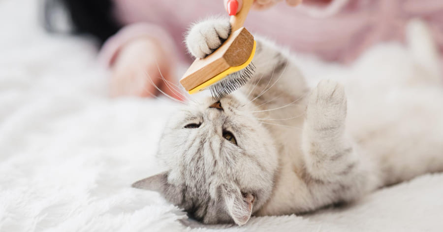 Cómo cepillar a un gato que no se deja