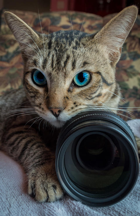 Consejos para fotografiar a tu gato