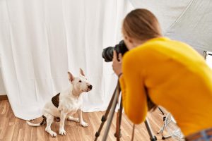 Tips para fotografiar animales de compañía como perros y gatos