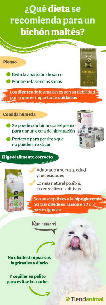 Dieta recomendada para un bichón maltés, cantidad de comida y mejores piensos