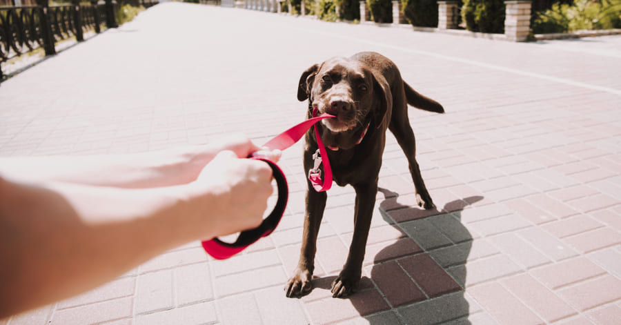 Ejemplos de entrenamiento con refuerzo positivo en perros