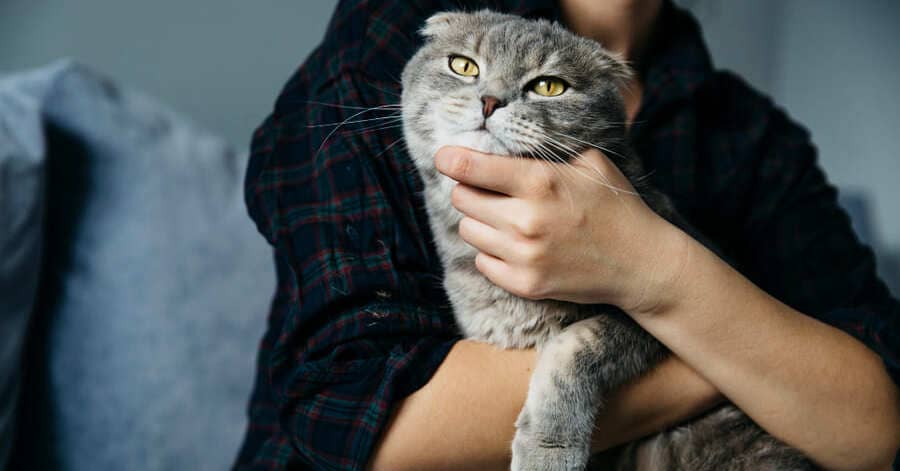 Alergia a los gatos: síntomas, tratamientos y qué hacer