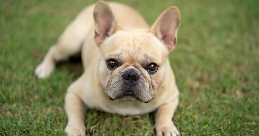 Cuidados, temperamento y esperanza de vida del Bulldog Francés