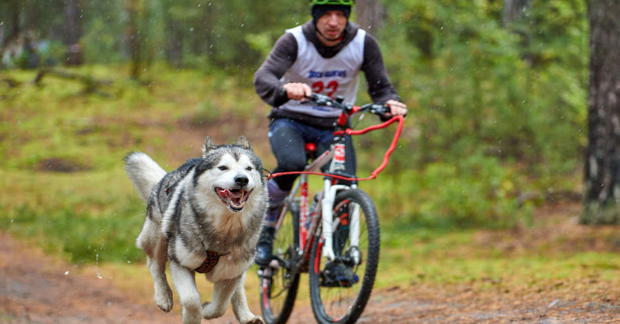 ¿Cómo llevar o transportar a mi perro en bicicleta?