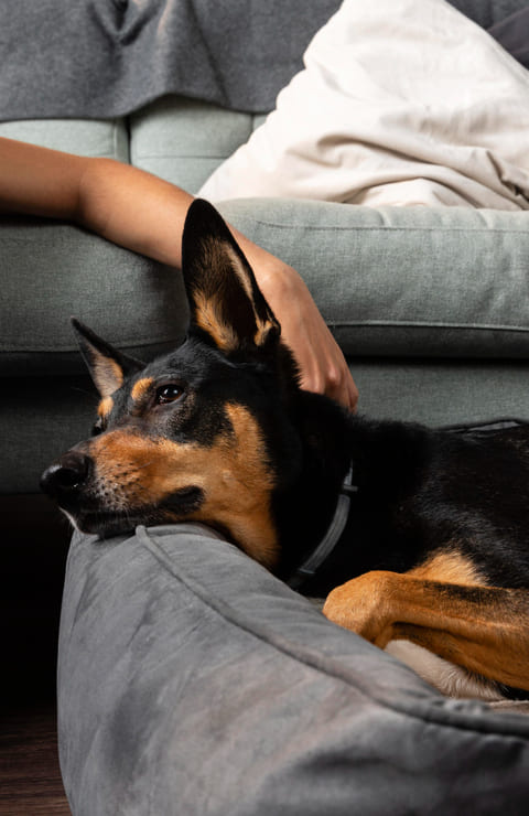 ¿Existe la depresión en perros?