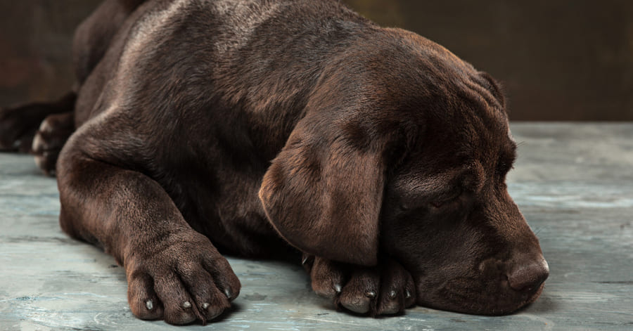 ¿Cómo saber si mi perro tiene depresión?