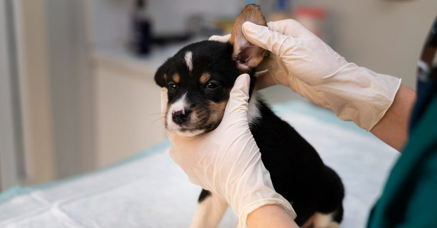 Cómo son las garrapatas en perros, síntomas y cómo eliminarlas