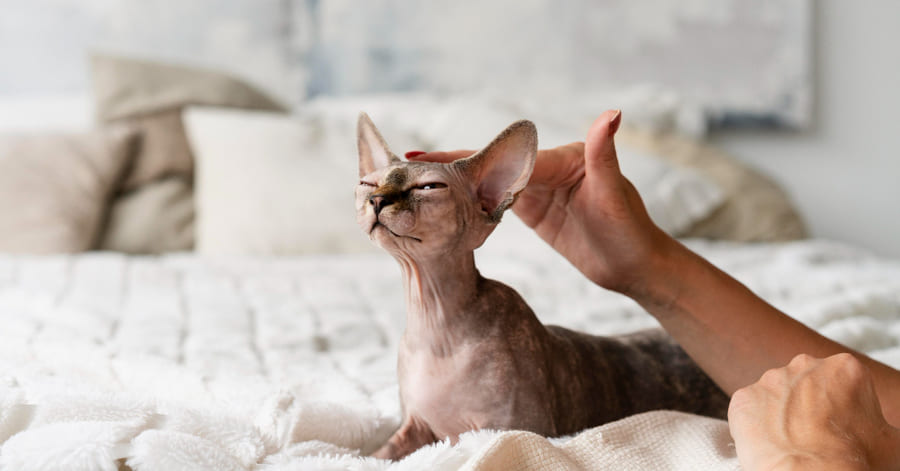 Razas populares de gatos hipoalergénicos