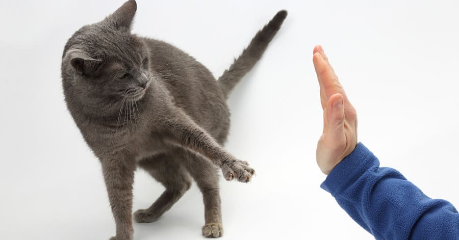 Lenguaje corporal del gato y su significado