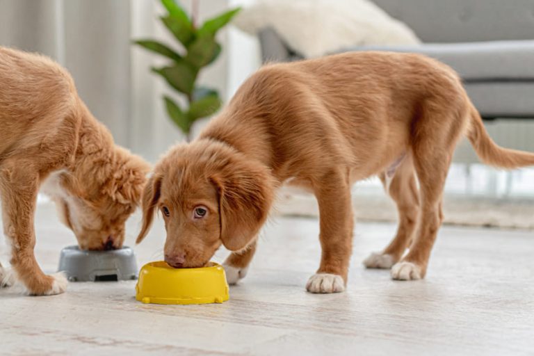 Mejores piensos para perros según su relación calidad precio