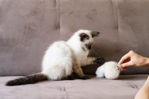 Razas de gatos hipoalergénicos y que sueltan poco pelo