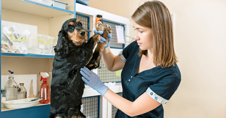 Profesiones para trabajar con animales